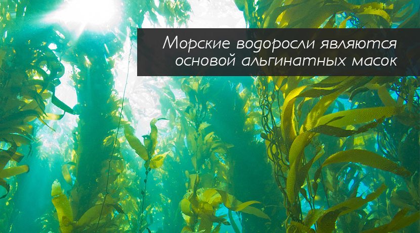 Альгинат натрия – вещество, которое получают из водорослей разных видов