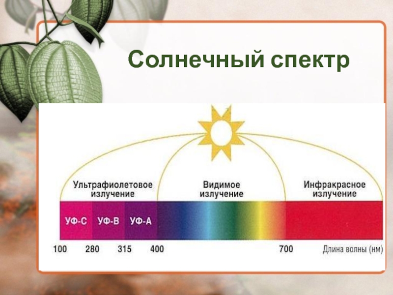 Sun Protection Factor – это дословная расшифровка аббревиатуры SPF